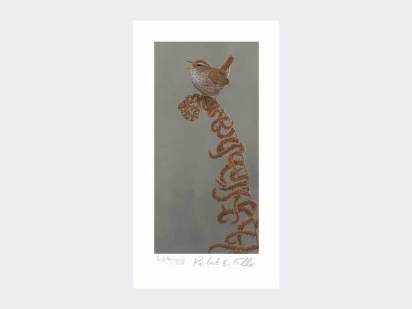 Jenny Wren | Limited Edition Art Print