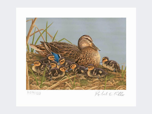 Just Hatched Limited | Limited Edition Art Print