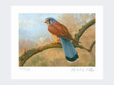 Kestrel-Limited-Edition-Print-Loose-Print-Only