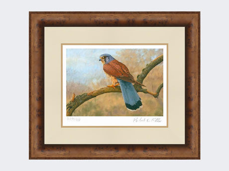 Kestrel-Limited-Edition-Print-Medium-Walnut-Burr