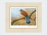 Kestrel-Limited-Edition-Print-Mounted-Print-Only