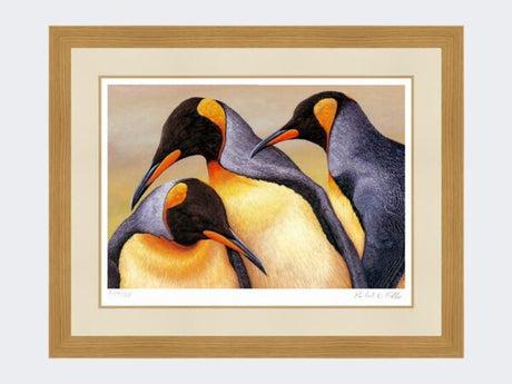 King Penguin Saunders Island | Limited Edition Art Print