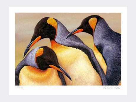 King Penguin Saunders Island | Limited Edition Art Print