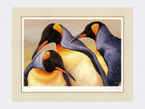 King Penguin Saunders Island | Limited Edition Art Print