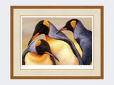 King Penguin Saunders Island | Limited Edition Art Print