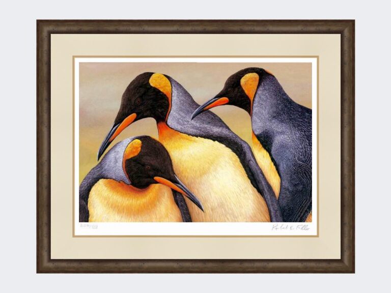 King Penguin Saunders Island | Limited Edition Art Print