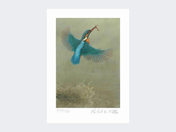 Kingfisher - a Splash of Colour | Limited Edition Art Print