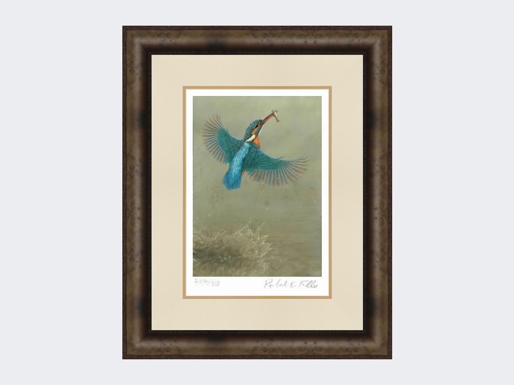 Kingfisher-a Splash-of-Colour-Print-Medium-Dark-Grey-Burr