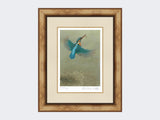 Kingfisher-a Splash-of-Colour-Print-Medium-Light-Burr