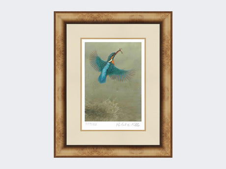 Kingfisher-a Splash-of-Colour-Print-Medium-Light-Burr