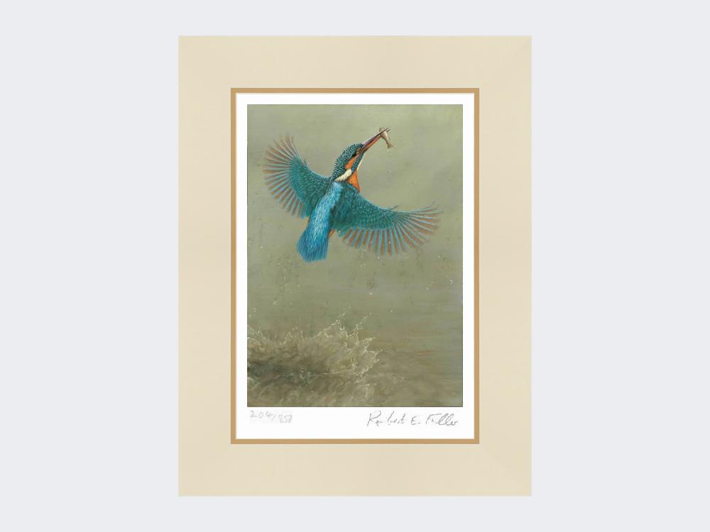 Kingfisher-a Splash-of-Colour-Print-Mounted-Print-Only