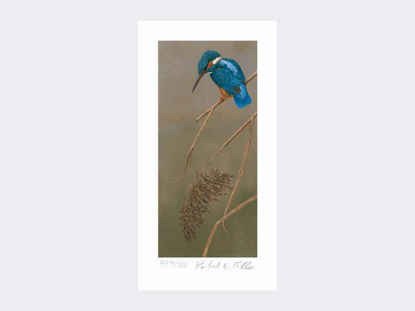 Kingfisher on Rushes | Limited Edition Art Print