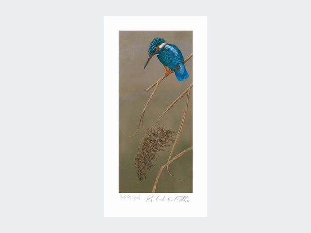 Kingfisher-on-Rushes-Print-Loose-Print-Only