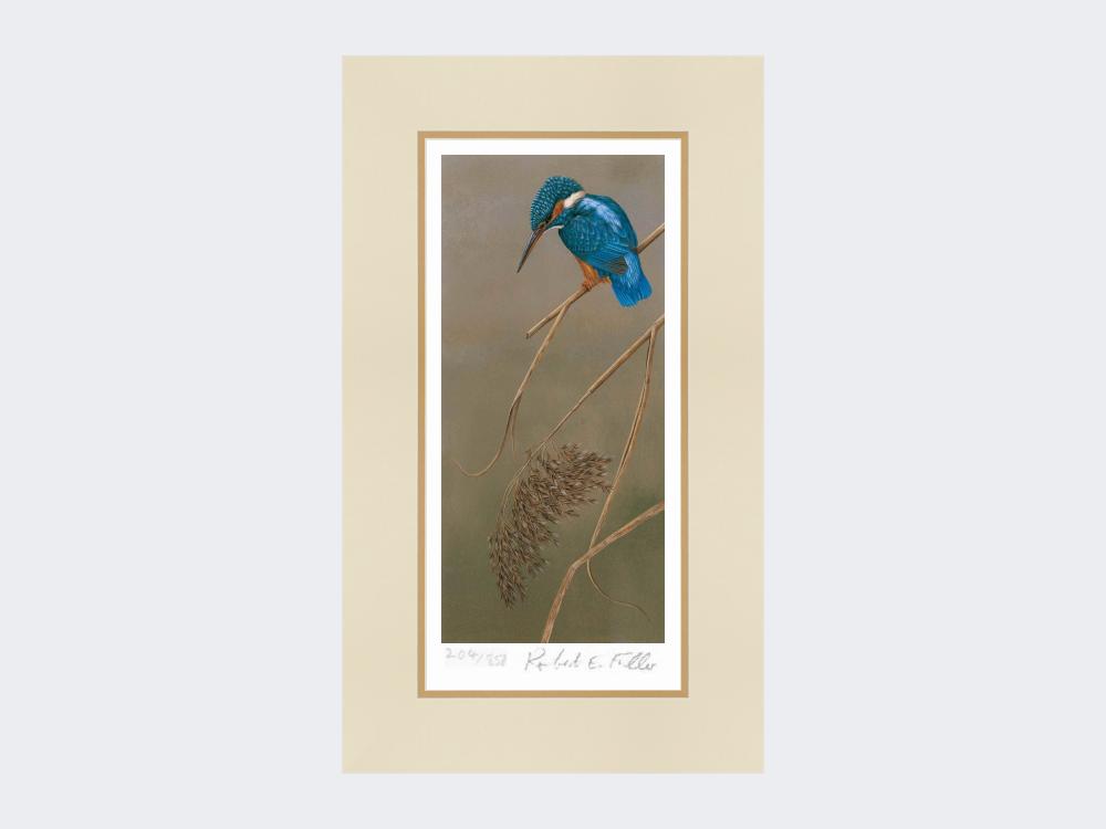 Kingfisher-on-Rushes-Print-Mounted-Print-Only