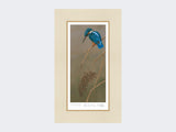 Kingfisher-on-Rushes-Print-Mounted-Print-Only