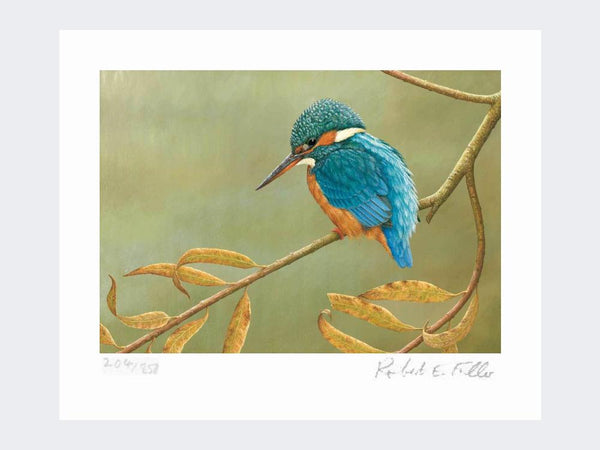 Kingfisher on Willow | Limited Edition Art Print