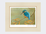 Kingfisher-on-Willow-Print-Mounted-Print-Only