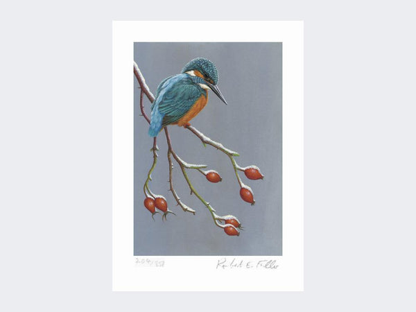 Kingfisher the Winter Watcher | Limited Edition Art Print