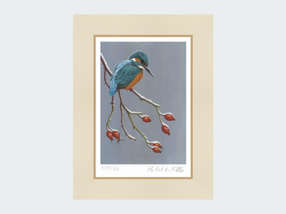 Kingfisher-the-Winter-Watcher-Print-Mounted-Print-Only