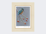 Kingfisher-the-Winter-Watcher-Print-Mounted-Print-Only