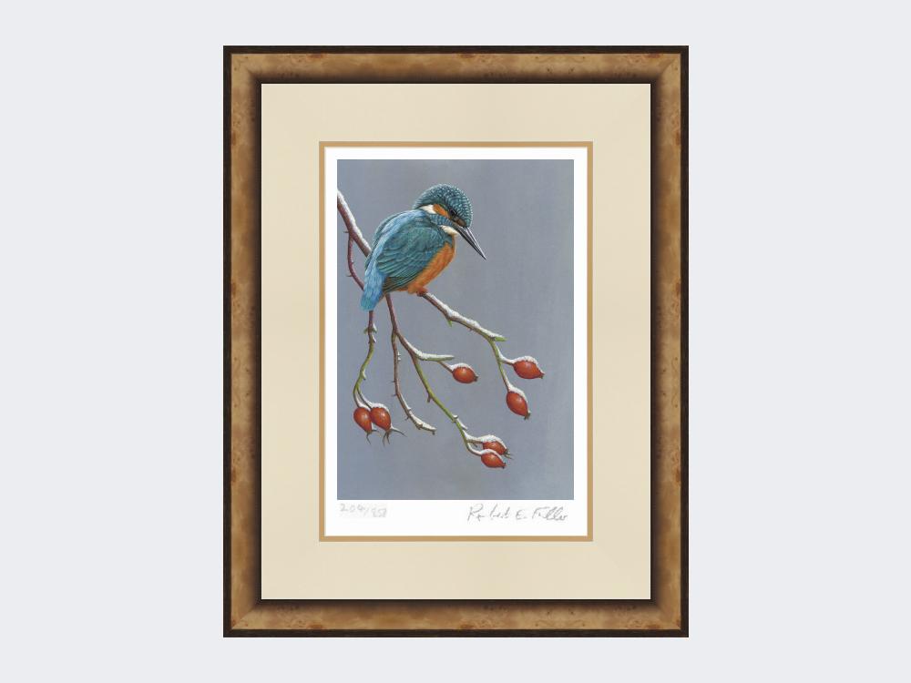 Kingfisher-the-Winter-Watcher-Print-Small-Light-Burr