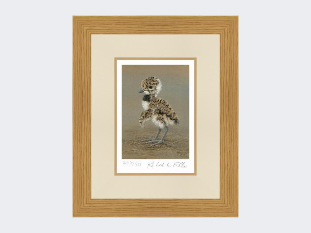 Lapwing-Chick-Limited-Edition-Print-Light-Oak