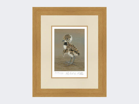 Lapwing-Chick-Limited-Edition-Print-Light-Oak