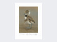 Lapwing-Chick-Limited-Edition-Print-Loose-Print-Only