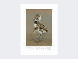 Lapwing-Chick-Limited-Edition-Print-Loose-Print-Only