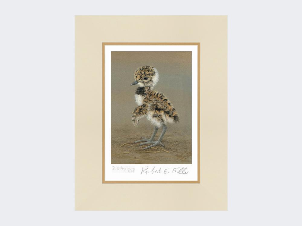 Lapwing-Chick-Limited-Edition-Print-Mounted-Print-Only