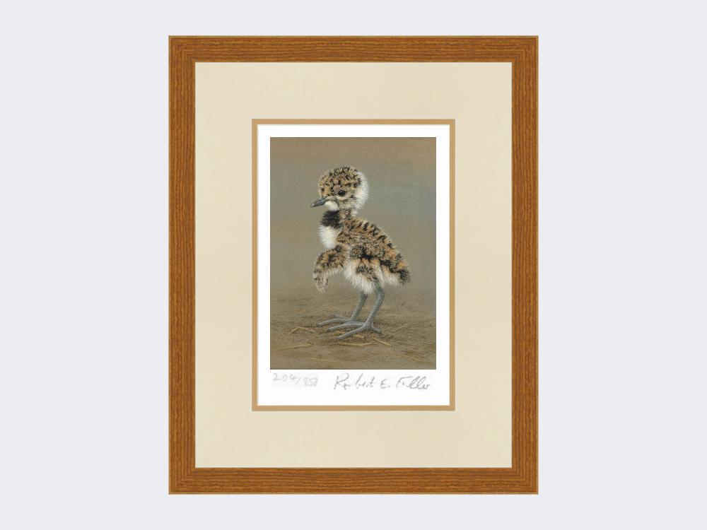 Lapwing-Chick-Limited-Edition-Print-Rustic-Country