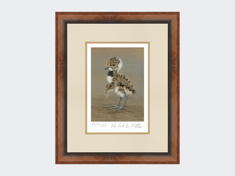 Lapwing-Chick-Limited-Edition-Print-Small-Walnut-Burr