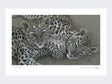 Leopard-Cubs-Limited-Edition-Print-Loose-Print-Only