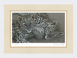 Leopard-Cubs-Limited-Edition-Print-Mounted-Print-Only