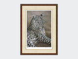 Leopard-of-Londolozi-Harvest-Twist