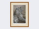 Leopard-of-Londolozi-Rustic-Country