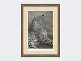 Leopard-of-Londolozi-Small-Light-Burr