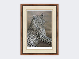 Leopard-of-Londolozi-Small-Walnut-Burr