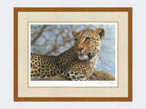 Leopard-on-the-Lookout-Rustic-Country