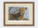 Leopard-on-the-Lookout-Small-Light-Burr