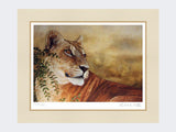 Lioness-of-Moremi-Print-Mounted-Print-Only