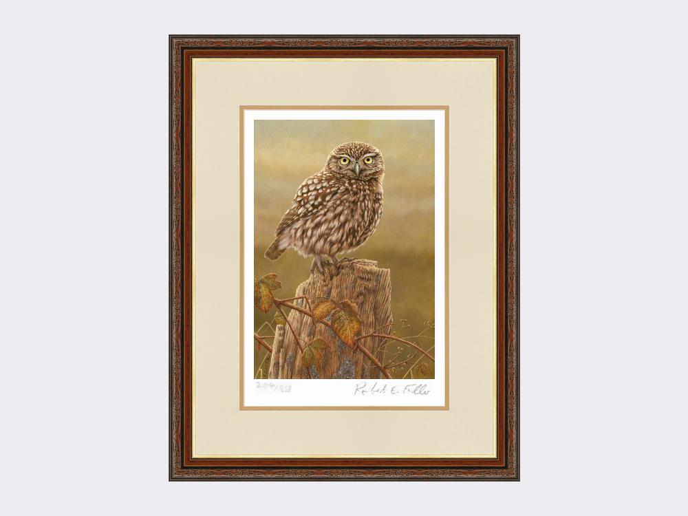 Little-Owl-in-Evening-Light-Print-Harvest-Twist