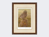 Little-Owl-in-Evening-Light-Print-Harvest-Twist