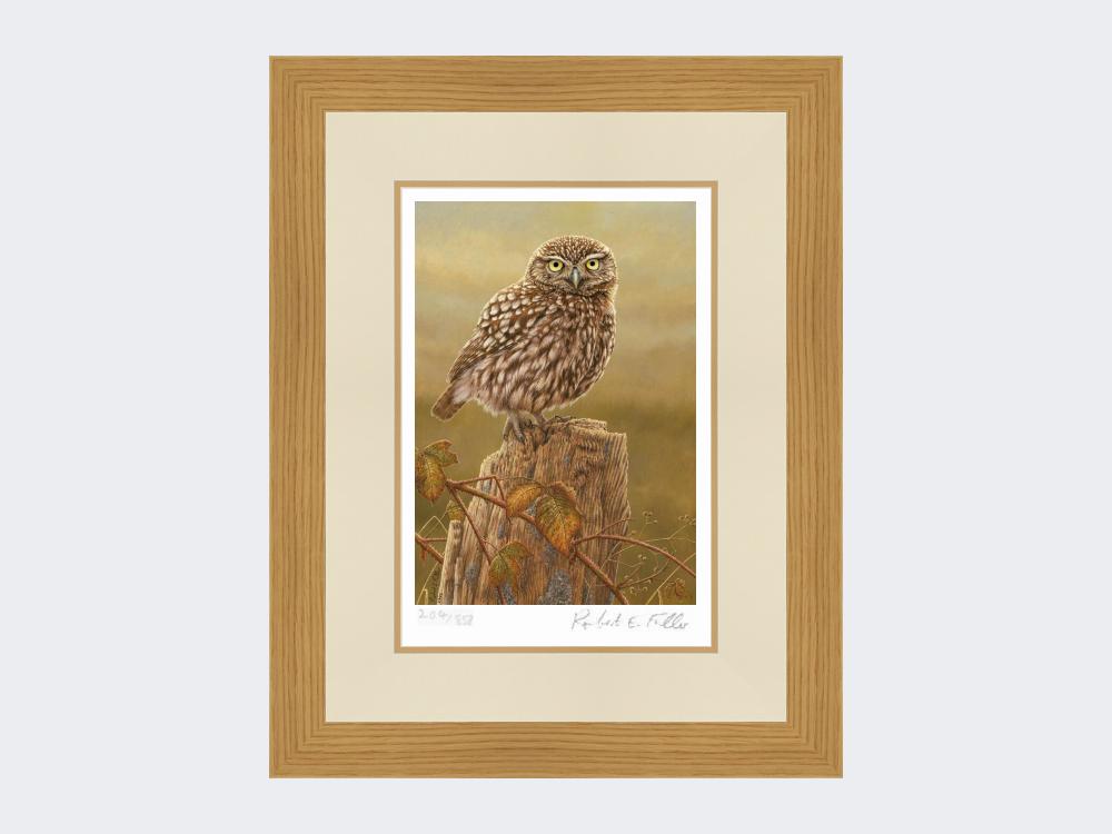 Little-Owl-in-Evening-Light-Print-Light-Oak