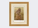 Little-Owl-in-Evening-Light-Print-Light-Oak