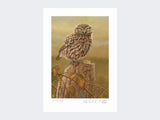 Little-Owl-in-Evening-Light-Print-Loose-Print-Only