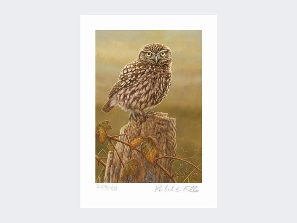 Little Owl in Evening Light | Limited Edition Art Print