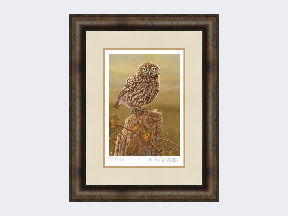 Little-Owl-in-Evening-Light-Print-Medium-Dark-Grey-Burr