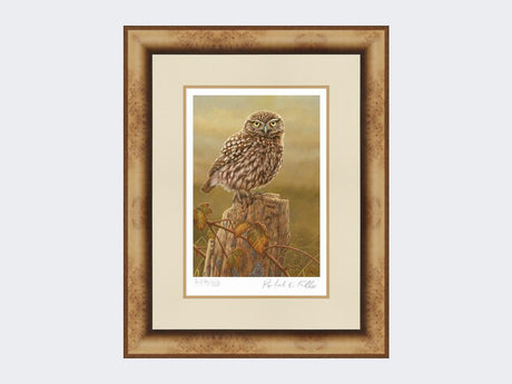 Little-Owl-in-Evening-Light-Print-Medium-Light-Burr