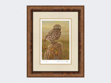 Little-Owl-in-Evening-Light-Print-Medium-Walnut-Burr